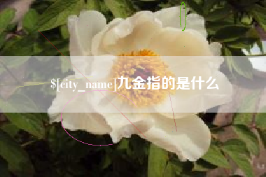 白沙九金指的是什么